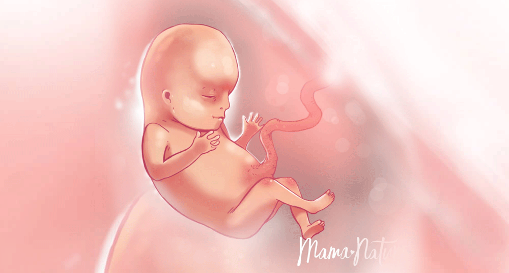 איור עובר בשבוע 15 להריון Mamanatural