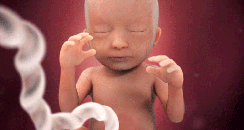 תמונת עובר בשבוע 18 להריון - מקור babycenter.com