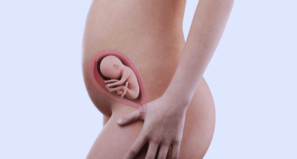 עובר בשבוע 24 להריון, באדיבות אתר iaso.gr