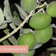 צמח הדודאים – תרופה טבעית לשיפור פוריות (דודא רפואי / דודא מקראי)